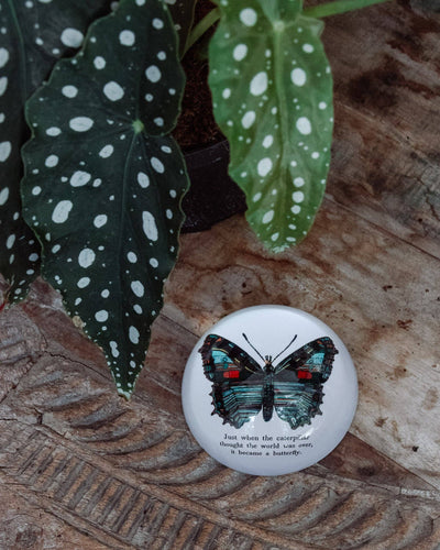 Paperweight -Butterfly