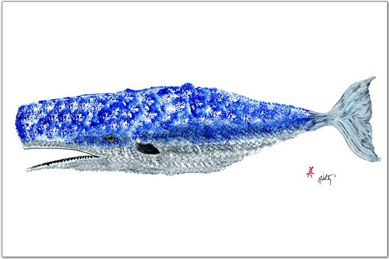 Whale Placemat Vinyl Placemat